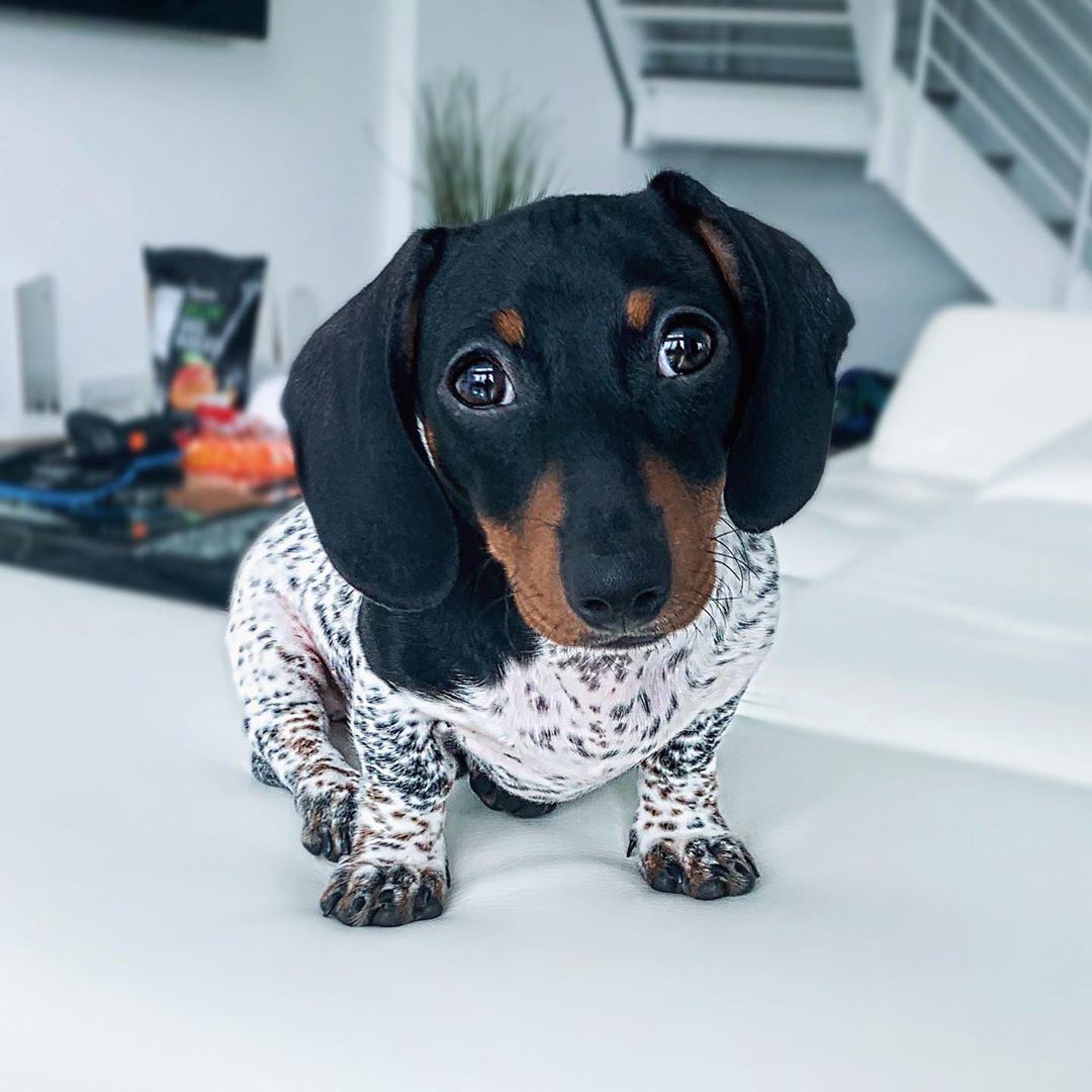 ユルクヤル 外国人から見た世界 こちらダックスフンド犬 ムー君 顔は黒褐色のダックスフンドですが 身体はダルメシアンや牛のような白黒のまだら模様 という変わった体をしています T Co Zmsalarn87 T Co 1ogxvutkpp Twitter