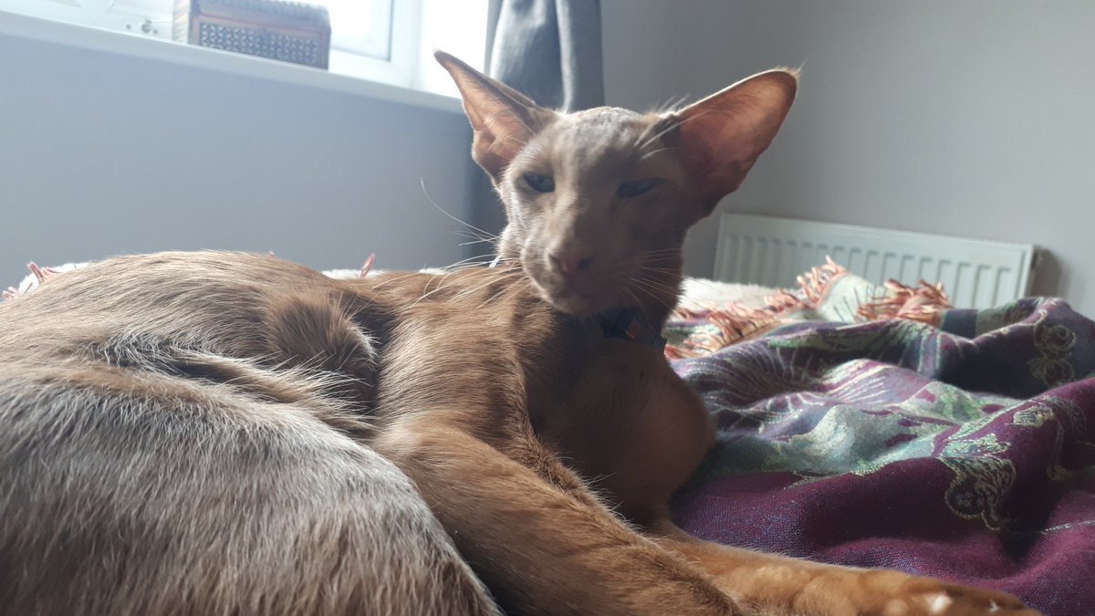 jolenehunter's tweet photo. #wednesdaymorning let's stay in bed 💤💤💤 #WheresWalter🐒 #HandsomeElf #CinnamonOriental #CatsOfTwitter #catsofinstagram @Diablo_Siamese https://t.co/5QKoCuhHZJ