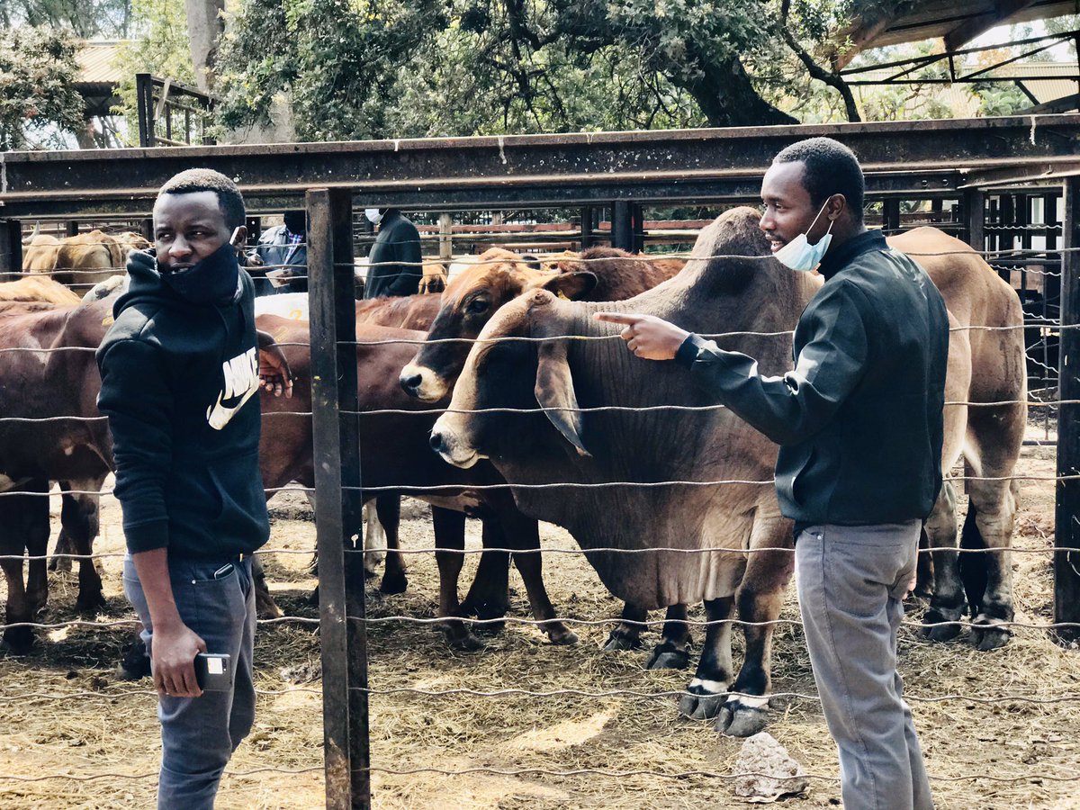 cmashx's tweet photo. Today we are at #CCSales with @kumuziva1 & @ndoro_sean to learn more about cattle auctions. These are the environments a young&enterprising farmer needs to expose themselves to. @couragemash @CynthiaTapera @nematombo @basera_john @bheronicholas @terrymap1 @siwelamkonoo https://t.co/NI0zu70vWV