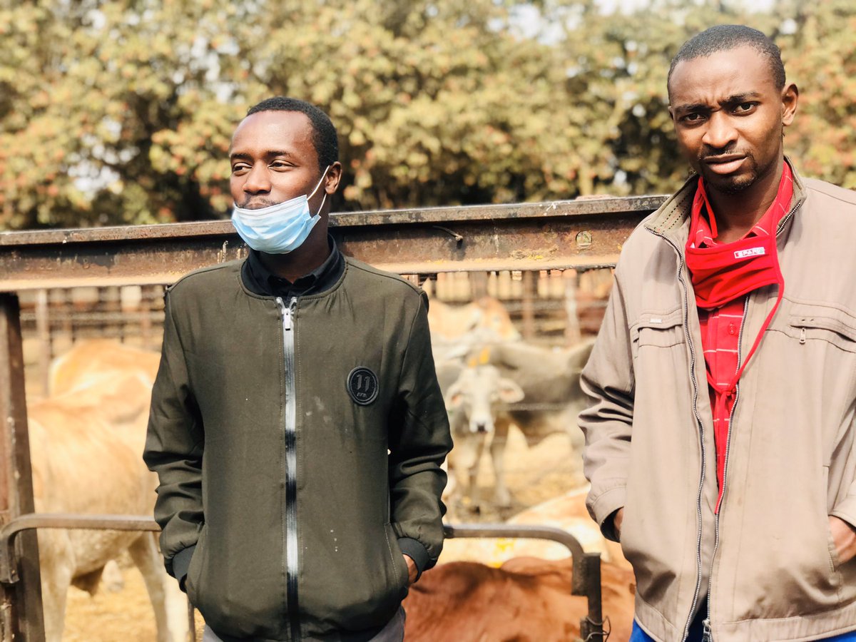 cmashx's tweet photo. Today we are at #CCSales with @kumuziva1 & @ndoro_sean to learn more about cattle auctions. These are the environments a young&enterprising farmer needs to expose themselves to. @couragemash @CynthiaTapera @nematombo @basera_john @bheronicholas @terrymap1 @siwelamkonoo https://t.co/NI0zu70vWV