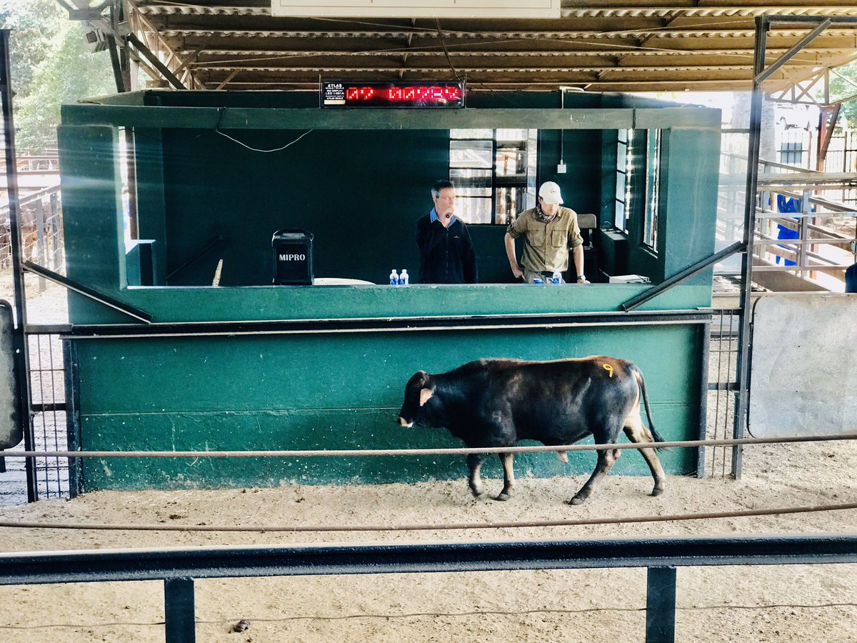 cmashx's tweet photo. Today we are at #CCSales with @kumuziva1 & @ndoro_sean to learn more about cattle auctions. These are the environments a young&enterprising farmer needs to expose themselves to. @couragemash @CynthiaTapera @nematombo @basera_john @bheronicholas @terrymap1 @siwelamkonoo https://t.co/NI0zu70vWV