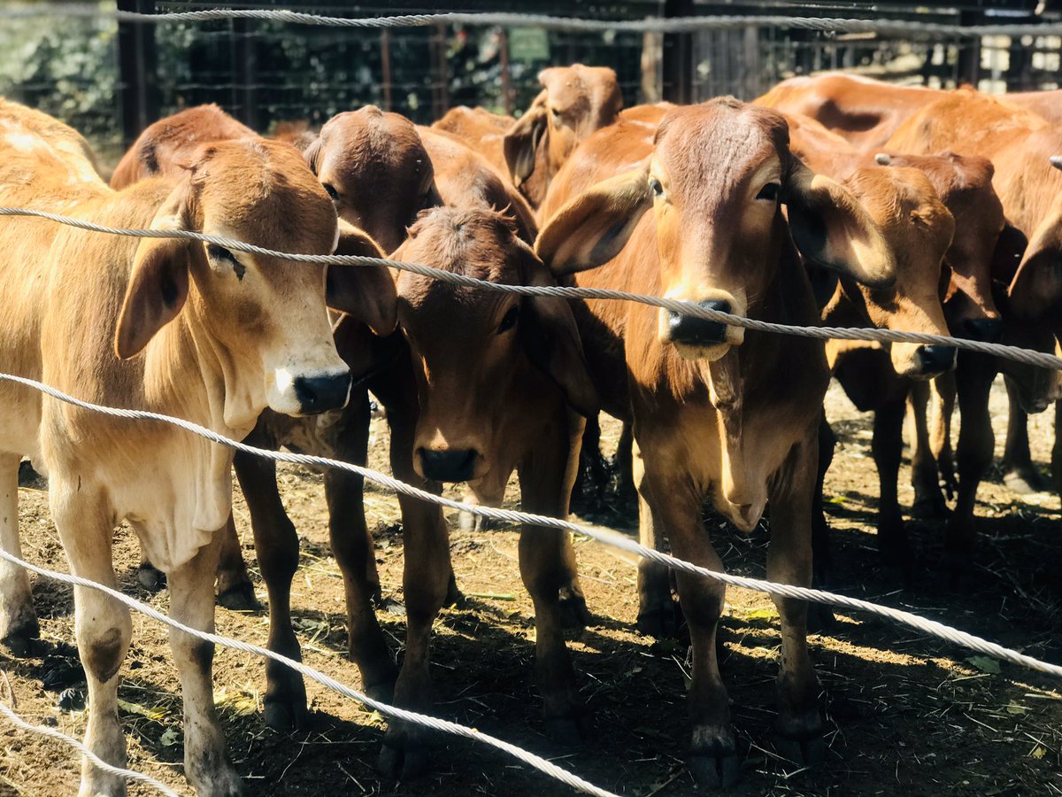 cmashx's tweet photo. Today we are at #CCSales with @kumuziva1 & @ndoro_sean to learn more about cattle auctions. These are the environments a young&enterprising farmer needs to expose themselves to. @couragemash @CynthiaTapera @nematombo @basera_john @bheronicholas @terrymap1 @siwelamkonoo https://t.co/NI0zu70vWV