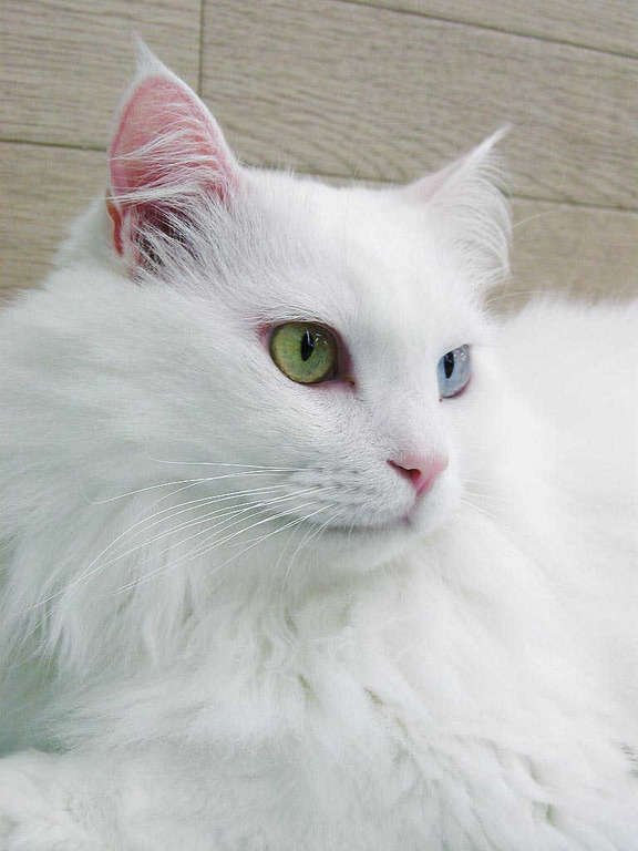二度見するほど美しい生き物 En Twitter ターキッシュアンゴラ トルコの生きる国宝 と呼ばれる猫種 細身でシルクのような極め細やかな被毛が特徴で全身がフサフサな毛で覆われている 全身が白くオッドアイのターキッシュアンゴラを見れたら幸せになれると言