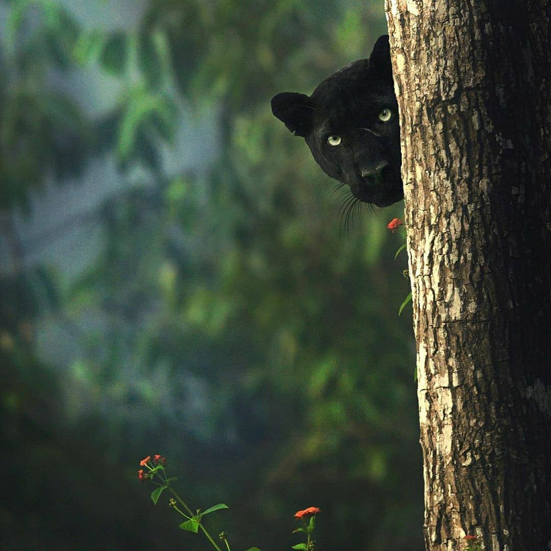 AshisPandaIRS's tweet photo. Absolutely brilliant stuff @shaazjung .
He spent 10 hours per day everyday for three years in the wilds of Karnataka. https://t.co/5oDntO9qWB