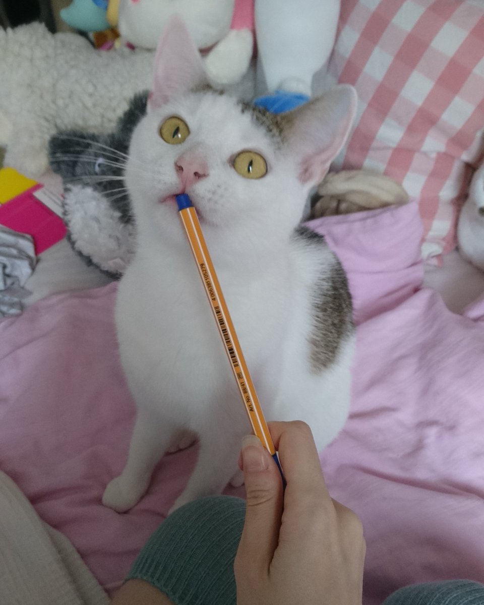 AkikoYuOfficial's tweet photo. Portrait de la kazumi, ich nenne es "es Grande stiftos" (alle Gemälde haben Titel in anderen Sprachen, das weiß doch jeder) 😎💕🐈
#kazumi #baby #cute #katze #stift #trance #eigenewelt #siehtgeister #odernaggischekatzendamen #kuscheltiere #bett #play #catmom https://t.co/QzUjj71fi0