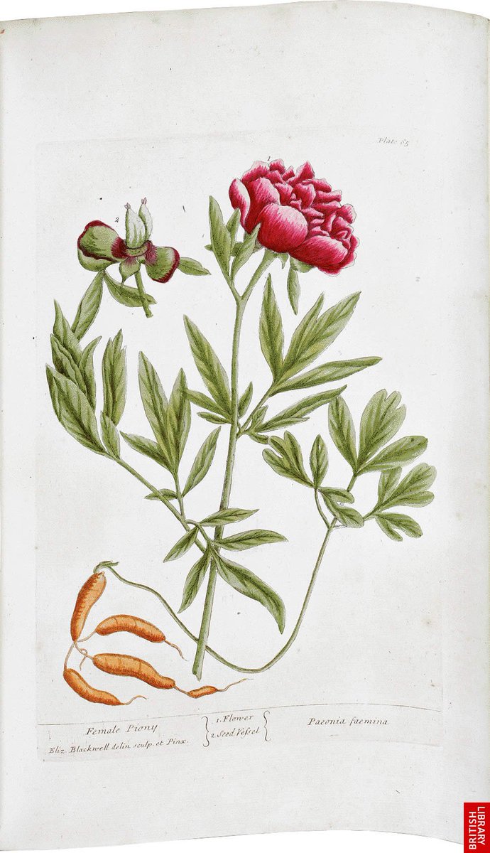 BLprintheritage's tweet photo. Elizabeth Blackwell's 'A Curious Herbal' (1737) was an unprecedented enterprise for a woman of her time
To survive and pay her jailed husband's debts she produced this beautiful herbal; drawing, engraving and illustrating it single handedly
#CreativityInACrisis #CollectionsUnited https://t.co/q8fmjeJkXJ