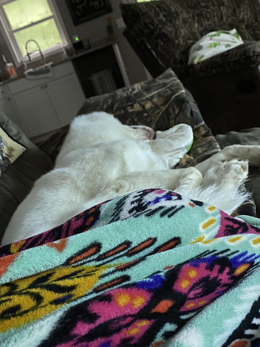 mackenizefowler's tweet photo. We seriously don’t deserve dogs. She hasn’t left my side since home from surgery 💗 https://t.co/T5oHozafO5