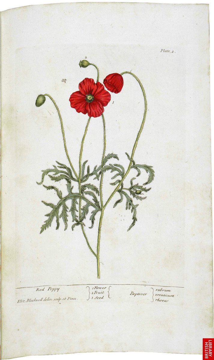 Elizabeth Blackwell's 'A Curious Herbal' (1737) was an unprecedented enterprise for a woman of her time
To survive and pay her jailed husband's debts she produced this beautiful herbal; drawing, engraving and illustrating it single handedly
#CreativityInACrisis #CollectionsUnited