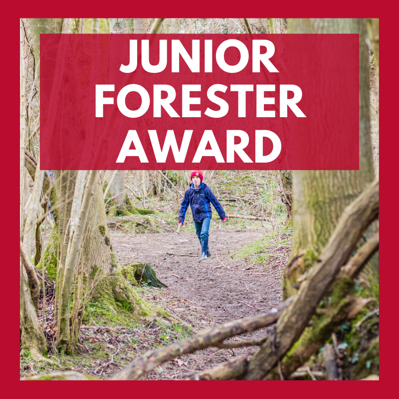 royal_forestry's tweet photo. Available now! Revised edition.Teaching Trees' Junior Forester Award 2020 - 2021 All activities suitable for social distancing, home learning or larger groups!
https://t.co/hqBtutjesZ #teachingoutdoors #outdoorclassroom #teachingtrees @CreativeSTAR @CountryClassrm https://t.co/VMlbILHsUP
