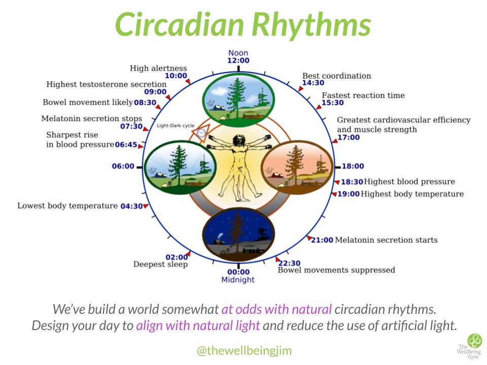 Circadian Rhythms to align with natural light #Productivity #Wellbeing