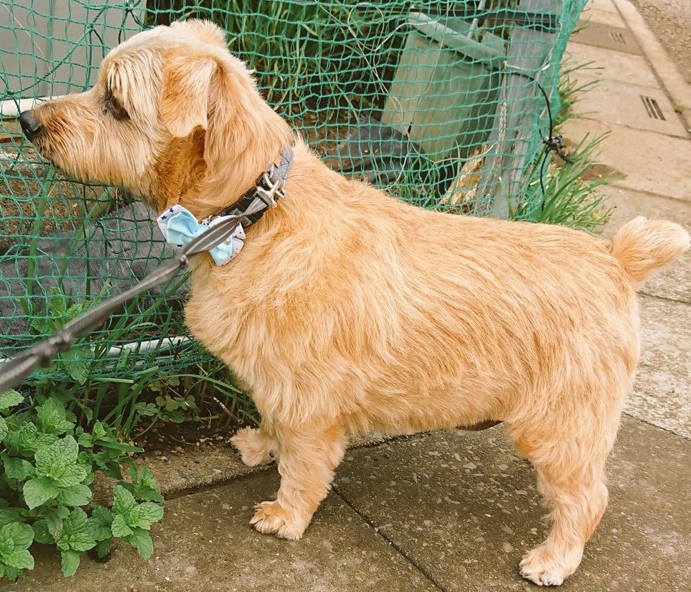 飼い主 僕 ノーフォークテリア ご無沙汰してます 前回の大病も回復しご機嫌な散歩写真を撮影した後 串ごと焼き鳥食べ即病院 不覚にも油断してしまいました 反省