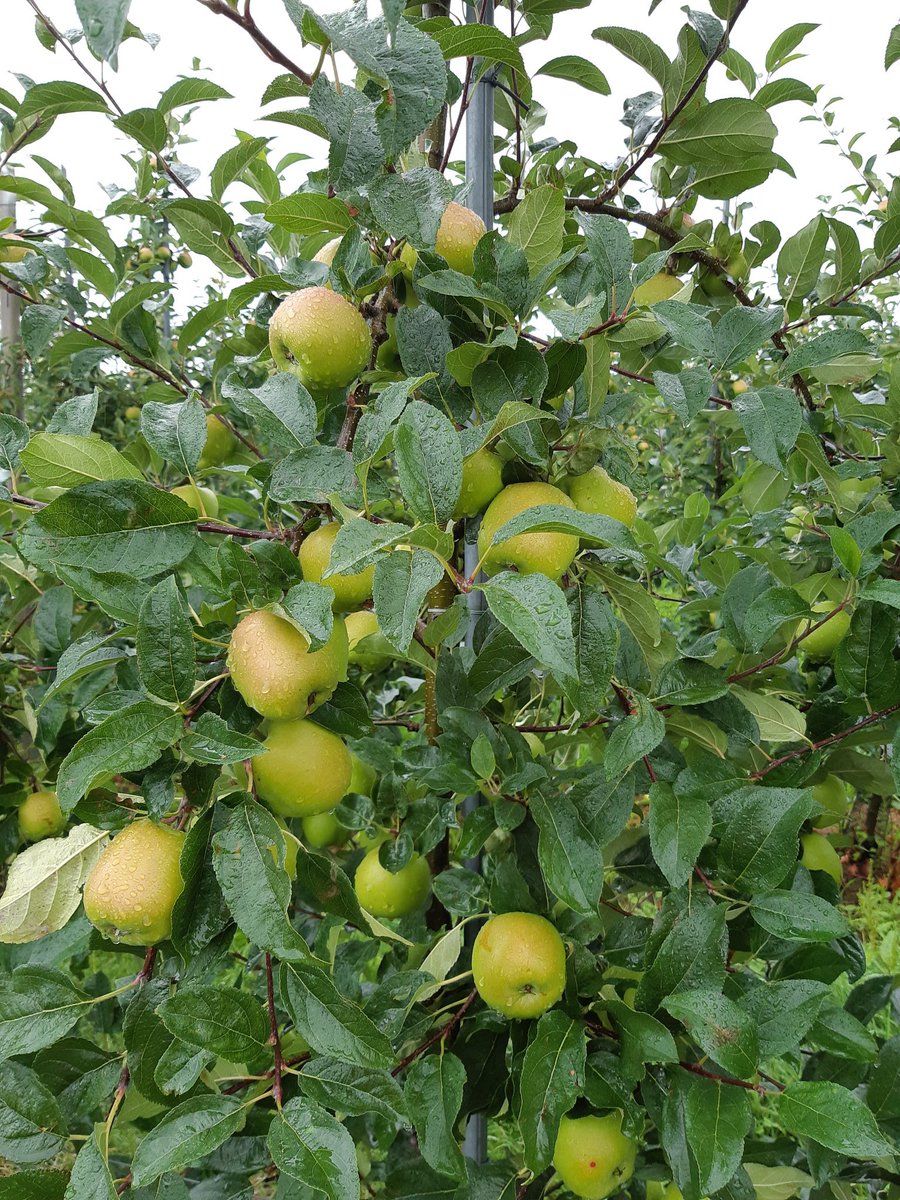 david_graaf's tweet photo. Is 't geen plaatje🍎😉? #Delcorf Diana https://t.co/aWD3qYXxiQ