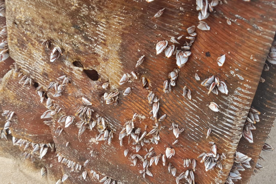 NordesteEco's tweet photo. Pesquisadores revelam detalhes sobre 'caixas misteriosas' no litoral do NE | Foto: Clemente Coelho Junior
Leia: https://t.co/1sENueJzNB
#caixasmisteriosas #Ciência #CientistasTrabalhando #DiaNacionaldaCiênciaedoPesquisador #fardosdelátex #Labomar #lepas #mistério #Pesquisa #UFC https://t.co/EYMs22kdM2