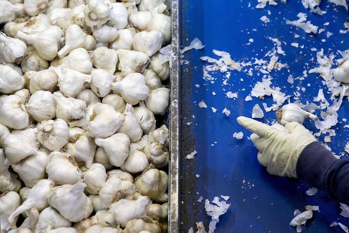 The nation’s largest garlic farm, in Gilroy, has seen increased demand