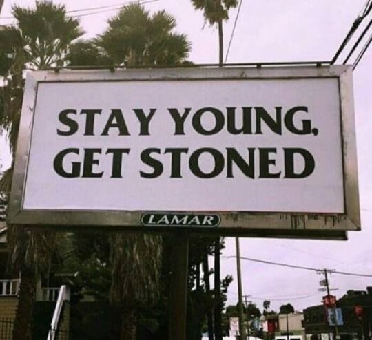shellbeigh's tweet image. #stayyounggetstoned