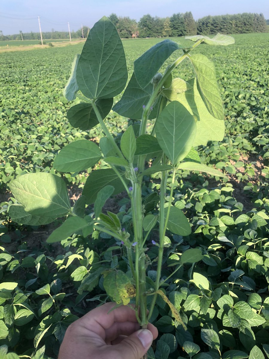 Bowling Green Farms tweet media
