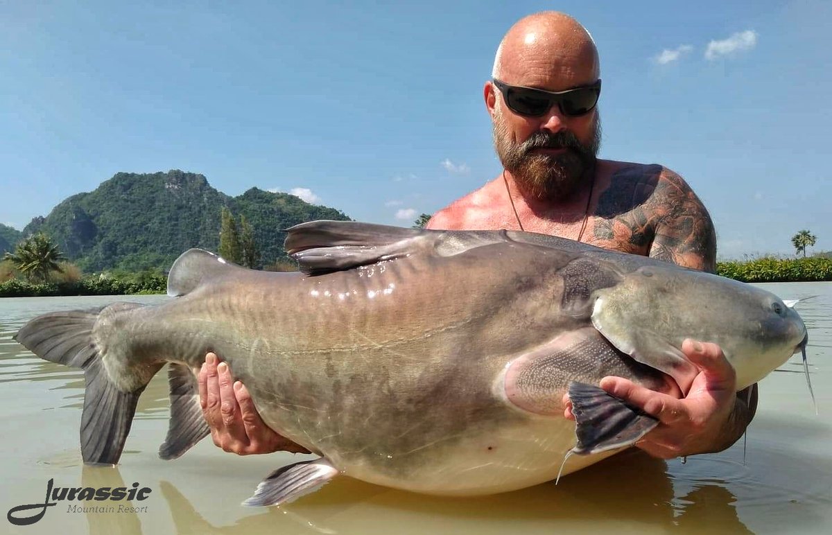 FishJurassic's tweet photo. We stocked 30 Salween Rita catfish up to 100lb and their weight gains have been impressive
https://t.co/lhDzXTwJ02 enquiries@jurassicfishingthailand.com
#ritasalweencatfish #catfish #catfishing #catangling #fishing #angling #fishinginthailand #fishingholiday #tackle #bait https://t.co/qyikKNWV4r