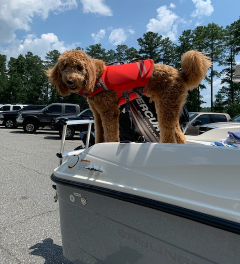 SavannahCorps's tweet photo. Murphy knows safe boating starts with his PFD - Pup Flotation Device. If he can #WearIt, you can, too! #BeLikeMurphy
π· Sandy Campbell @ #Hartwell's Twin Lakes
@SafeBoatCouncil @BoatingCampaign https://t.co/6ccNBW4JU5