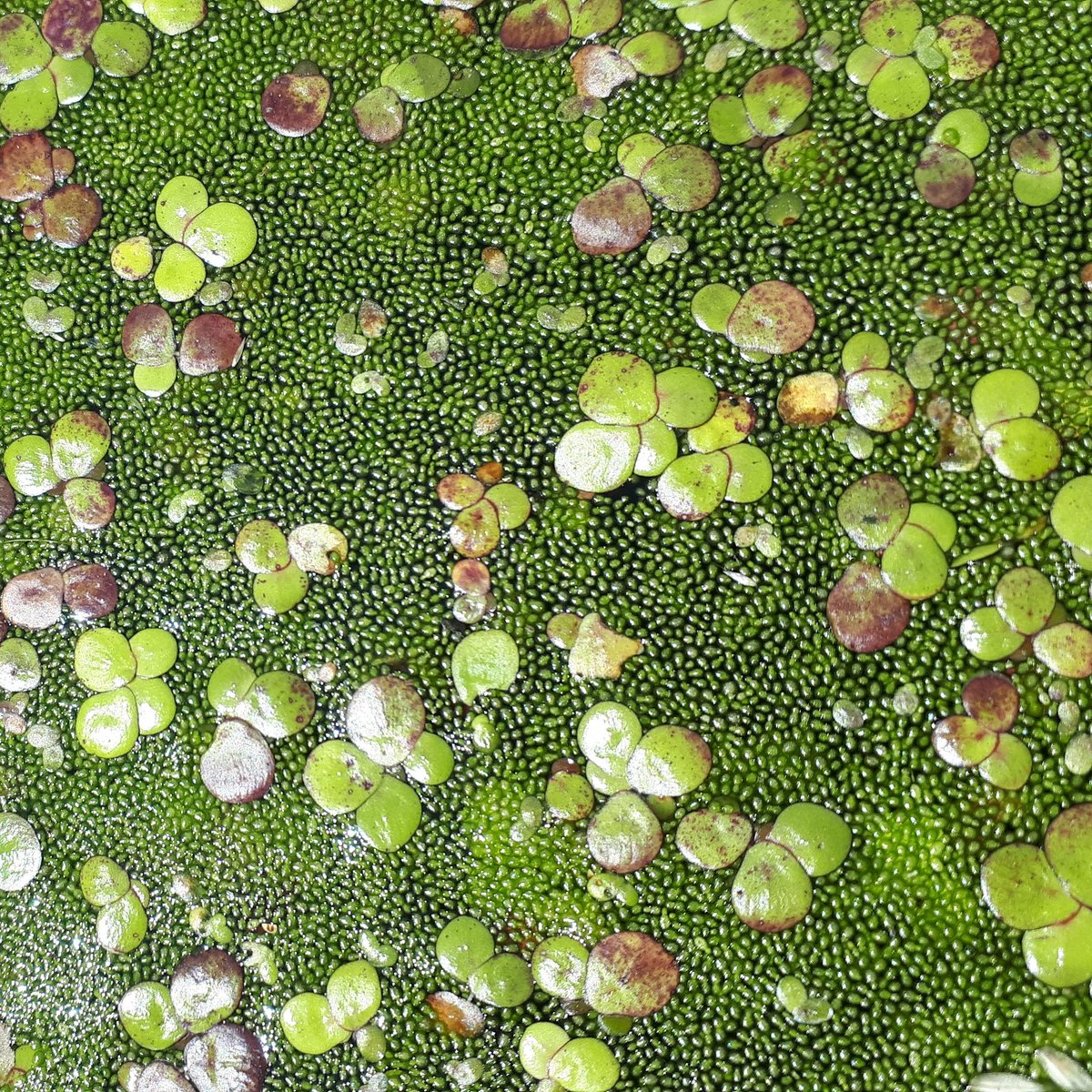 Dwergkroos doet zijn naam eer aan.  Hier naast het "normale" bultkroos in de waterharmonica van rwzi soerendonk @wddommel