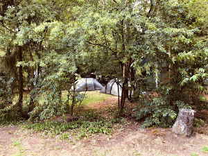 campingmeuleman's tweet photo. Echt kamperen midden in het bos! 🌳🐾🌲🦔🌿
#natuurcamping #kampereninhetbos #hetMeuleman https://t.co/l0toPkWs0b