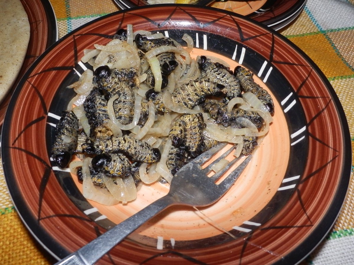 geocappiello's tweet photo. #10July #July10 #10Luglio #7月8日

Gonimbrasia belina (Westwood, 1849)

Its caterpillar (#Mopane #Madora #Mashonja #Macimbi #Omagungu #Mingolo) contains 3 times as much protein as beef

©️ 1) via laine-dirk 2) T. Mukwazhi, 3) A. Binns 4) via wiki

#worms #wormwednesday #cooking https://t.co/QdeZ69JWaY