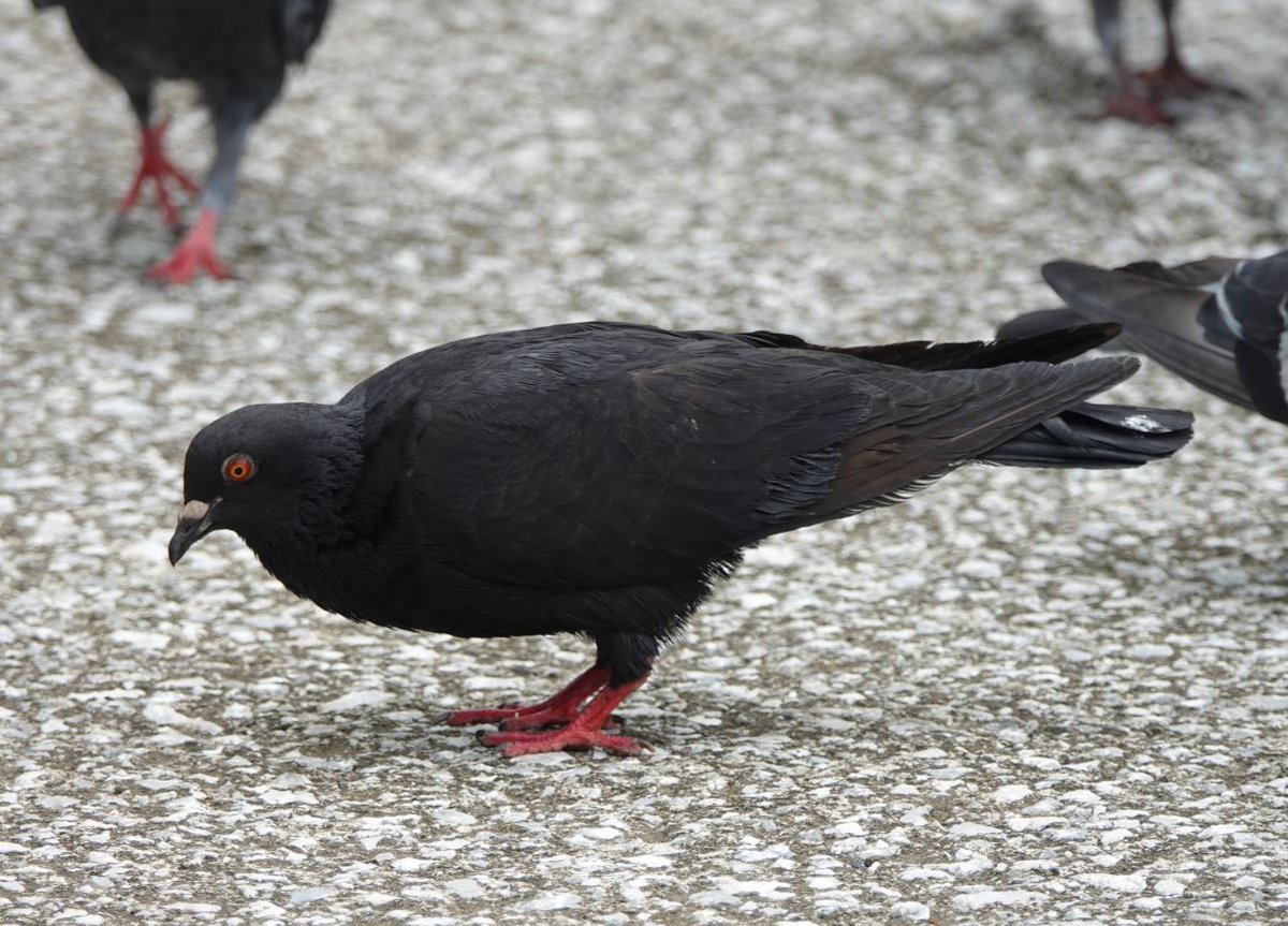 Toriusagi96 クロバト ドバト カワラバト 写真で見るよりずっと黒っぽい感じで 別の種類 の鳥かと思ってしまいました ハト三選