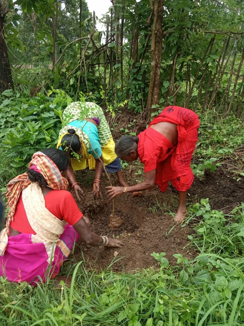 WcdNarayanpur's tweet photo. बासिंग में मुनगा का पौधरो���ण किया गया। वर्षा ऋतु आते ही सभी आंगनवाड़ी केंद्रों में कुपोषण से लड़ने मुनगा के पेड़ को प्राथमिकता के साथ रोपित किया जा रहा है।
@MinistryWCD @WCDCgGov @POSHAN_Official @SPreraks @MoHFW_INDIA @HealthCgGov @NITIAayog @ChhattisgarhCMO @NarayanpurDist https://t.co/PKvXqN0C5W