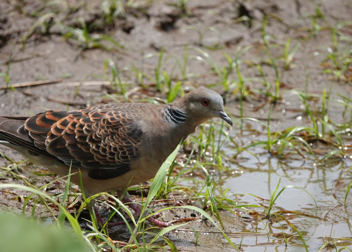 Toriusagi96 クロバト ドバト カワラバト 写真で見るよりずっと黒っぽい感じで 別の種類 の鳥かと思ってしまいました ハト三選