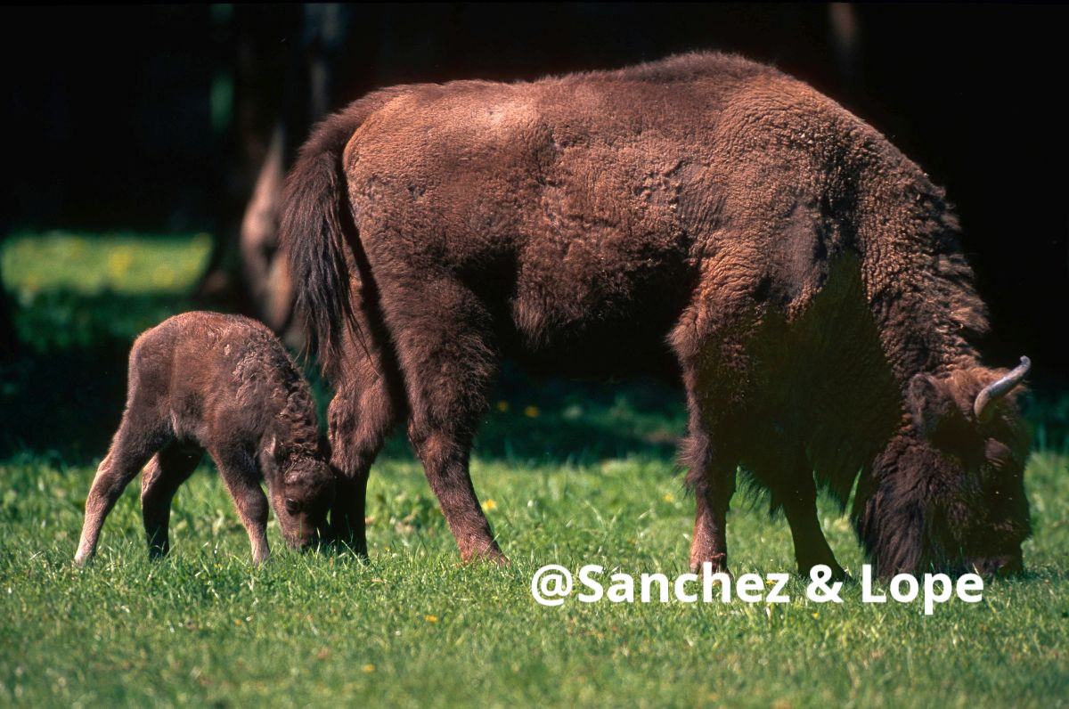 WWFCEE's tweet photo. The first new bison calf of 2020 has been spotted by rangers at #BisonHillock.#LifeBison rangers have also identified about 8 baby #bison born last year in the Țarcu Mountains. 8+ calves is the highest number yet to be seen at Bison Hillock. #WWFRomania 👉https://t.co/Gn9eAE668z https://t.co/qvkwuztmQs