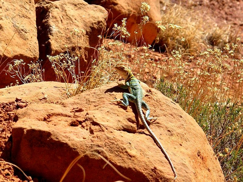 AndiFerguson1's tweet photo. #PhotoOfTheDay. This week's 2012 memory trip goes #hiking in the #Colorado National Monument, taking in all its varied colors. #MonumentCanyon #CollaredLizard #DevilsKitchenTrail #RedFairyTrumpet https://t.co/sZwdQB70g5