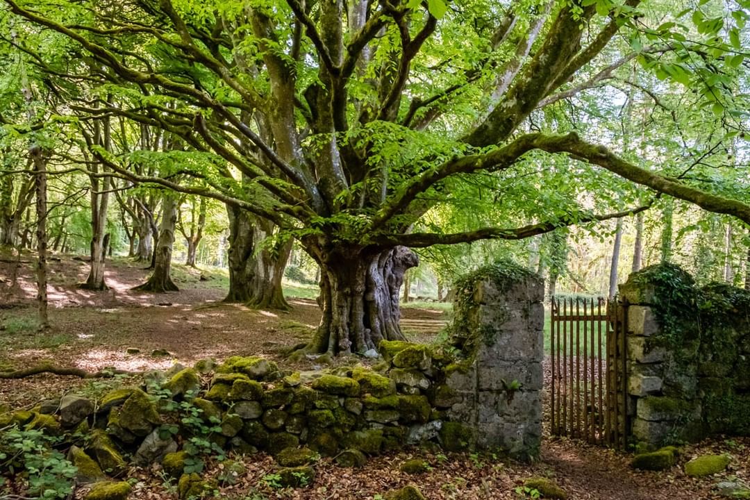 Go on a Gruffalo hunt in Portumna Forest Park, you'll know him when you find he, he'll be the one with ⁠
"terrible claws⁠, &amp; terrible teeth in his terrible jaws, he has knobbly knees, &amp; turned-out toes... #MakeABreakForIt &amp; let their imaginations run wild in this magical forest