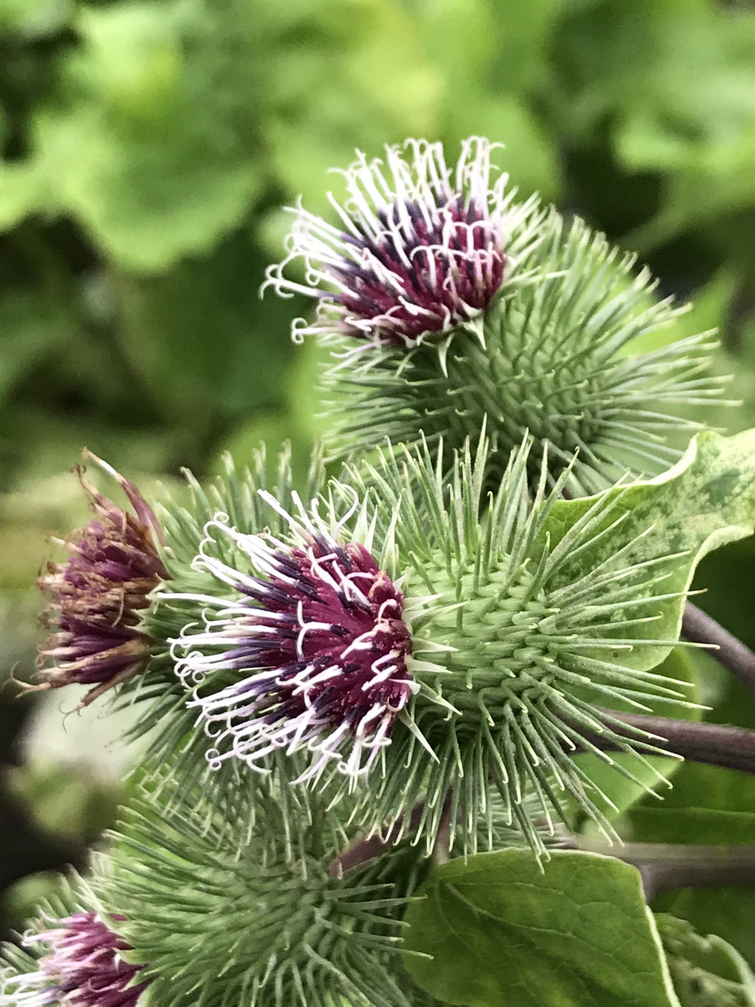 ヒメ 畑で ゴボウの花 が咲いています 花の咲く前に 根を収穫するから 余り花は見かけませんが アザミに似た花 を見ると ゴボウってアザミの仲間ね イガイガは ひっつき虫 T Co Mbcet8tt2d Twitter ヒメ 畑で ゴボウの花 が咲いています 花の咲く前に 根を収穫するから 余り花は見かけませんが アザミに似た花 を見ると ゴボウってアザミの仲間ね イガイガは ひっつき虫 T Co Mbcet8tt2d Twitter