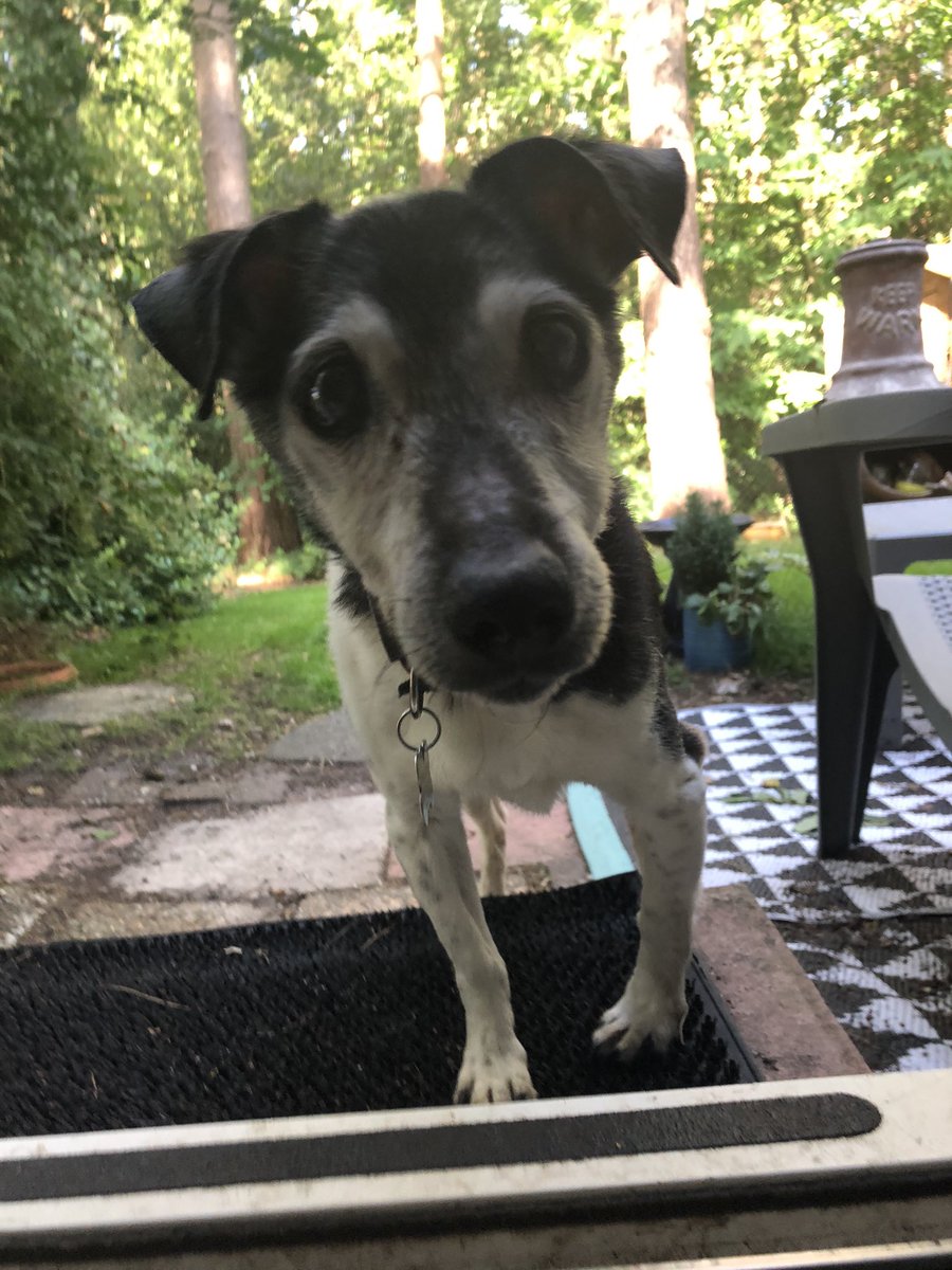 alistaircoleman's tweet photo. If this year hasn’t been bad enough as it is, regret to report that Wilson died suddenly this morning. He was 18, and the best little badger-faced pickle you’d ever want to meet. @RoombaQueen and I are devastated. https://t.co/6bBaqPez3H