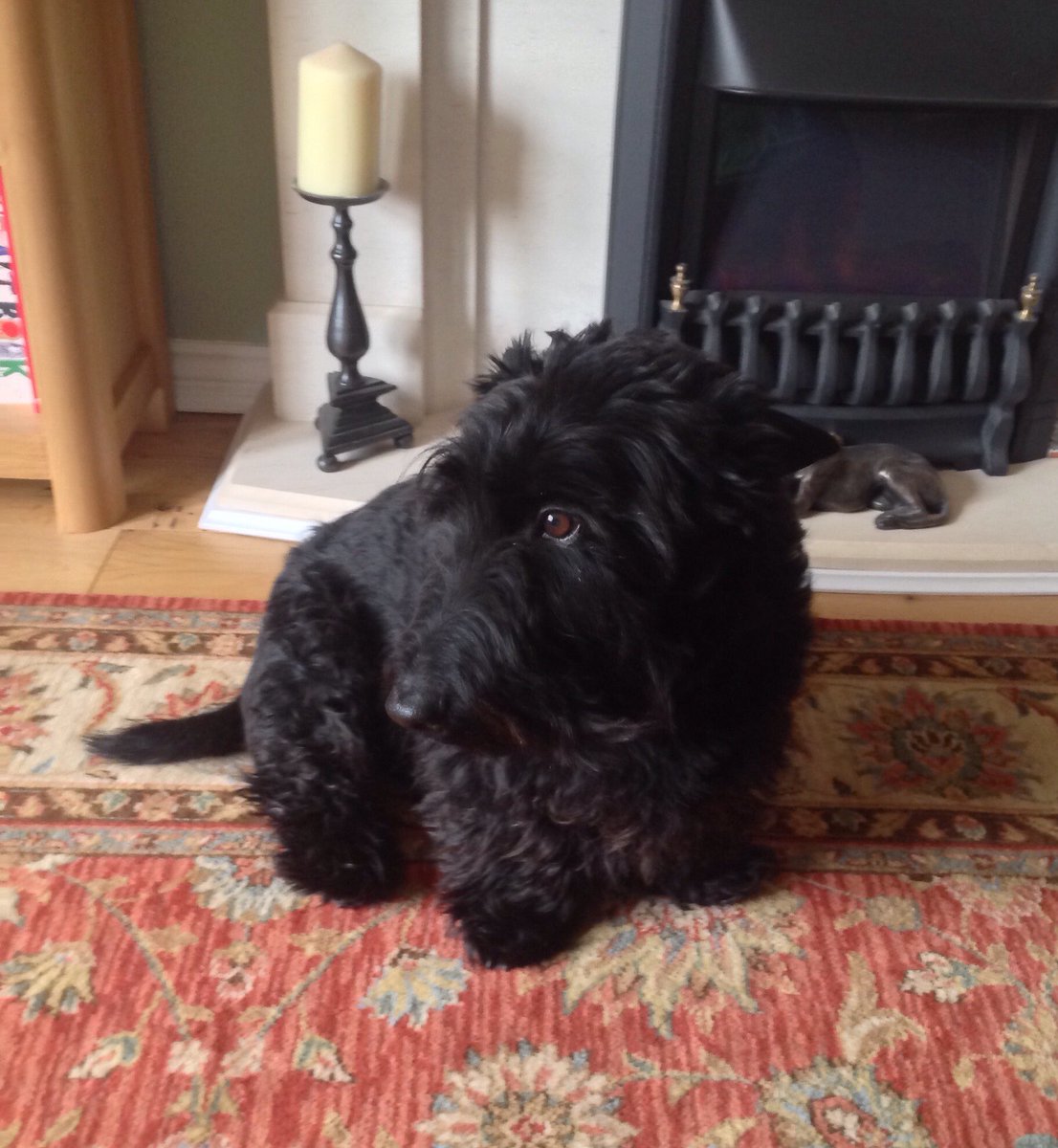 DrFinlayMcFin's tweet photo. I had my first fur cut for four months cos of lockdown.  Dis is me before. https://t.co/wCkXsi9HSQ