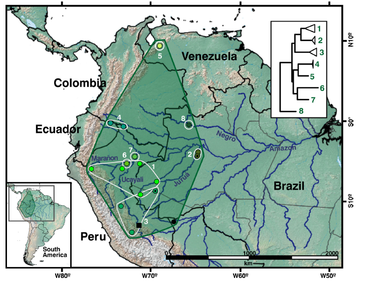 trcarvalho_herp's tweet photo. Our new study (@ljclmoraes, @fpwerneck on Twitter) on Adenomera simonstuarti revealed eight geographically structured lineages as putative new species distributed in lowland forests of the Amazon Basin and Venezuelan and Peruvian Andes montane forests.
@RevaFrog @AmphSpecWorld https://t.co/7bNnDa4xFT
