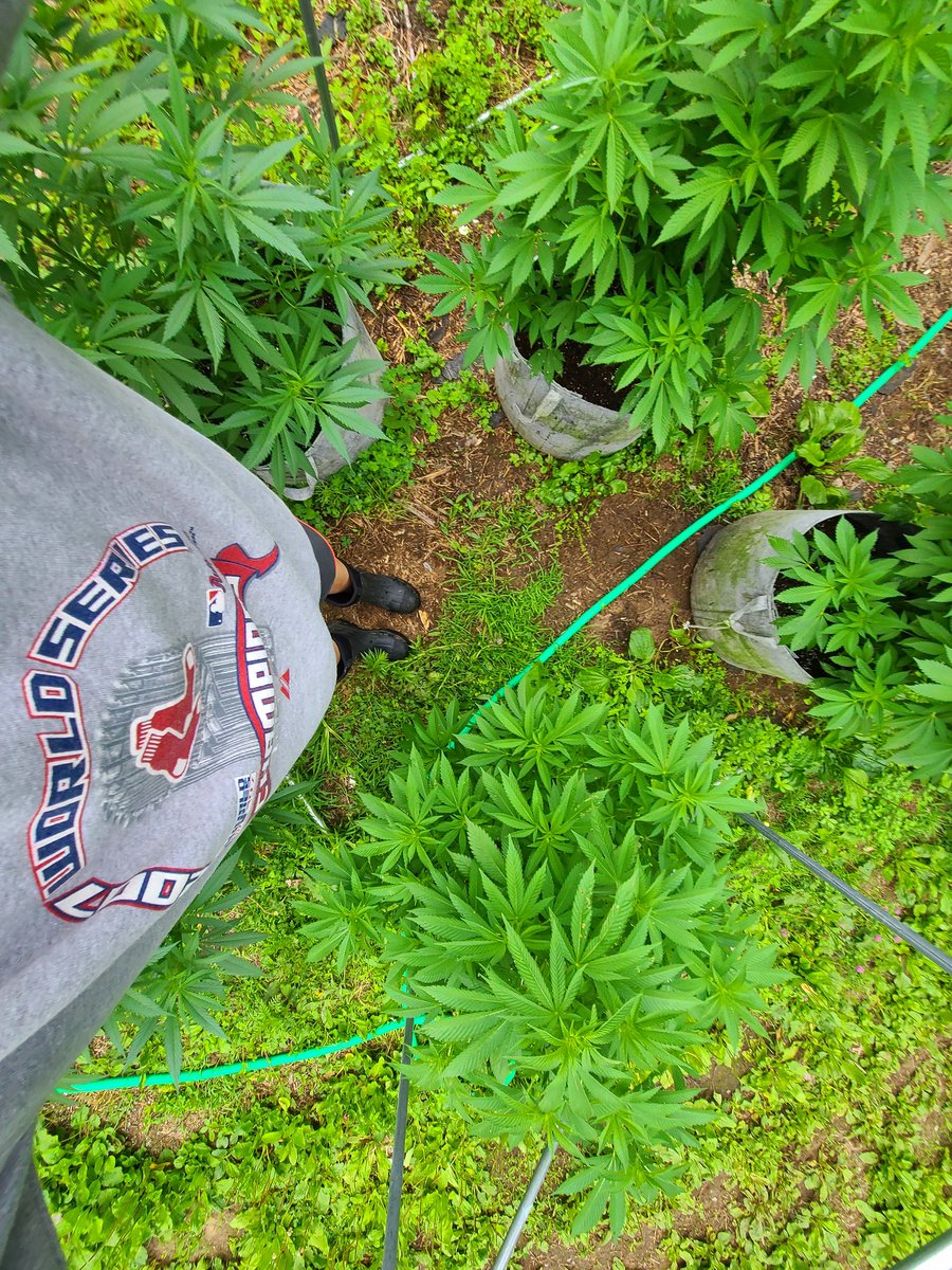 mainestonermom's tweet photo. Its a beautiful morning to be in the garden watering 🌿🌱🍃 #CannabisCommunity #pothead #gorillaglue #bberry #firstgrow https://t.co/iCefGA8Fa3