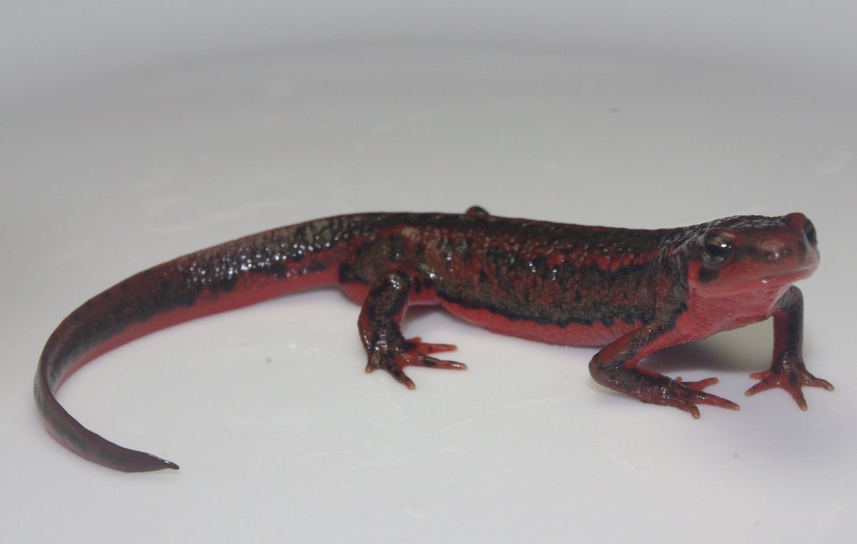 価格交渉可】♀色彩変異 アカハライモリ