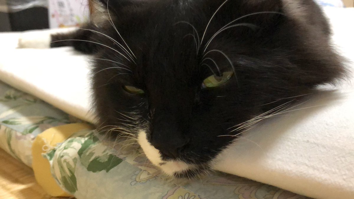 PecoPecotv's tweet photo. ペコちゃん今日のウィンク近��離攻撃喰らいました。。😂😂 #猫 #ねこ #猫大好き #猫好き #猫のいる暮らし #猫動画 #ノルウェージャン #ノルウェージャンフォレストキャット #ノルウェー
#近距離攻撃 https://t.co/XZpbciGkMa