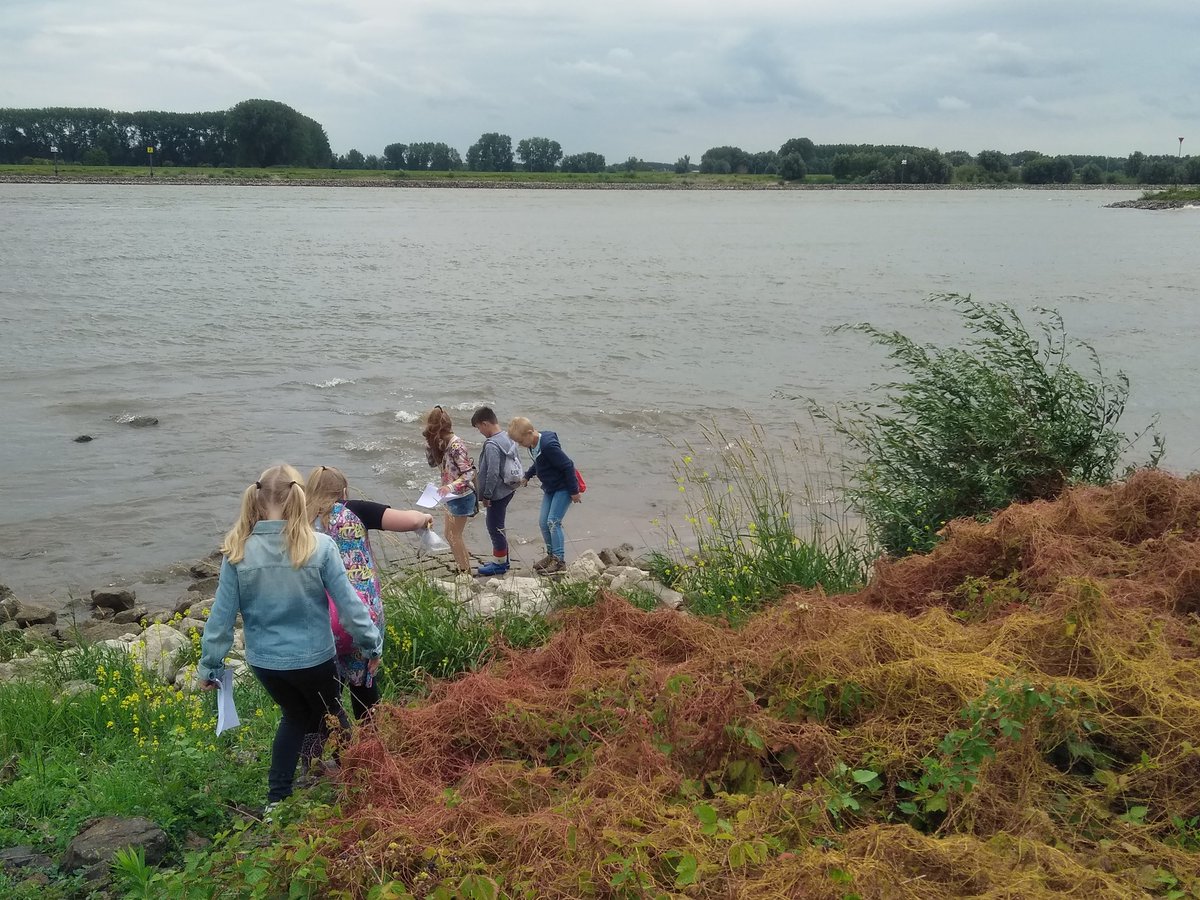rivieractief's tweet photo. Warkruid slingert zich om planten in de kleine Willemswaard #Tiel #Waal #parasiet #rood @ARKNatuur #warkruid @FloraNederland @FLORONNederland @IVNGelderland @IVNWestBetuwe @NatureTodayNL #kleinewillemswaard #struingids @UitInTiel https://t.co/eaXDghJ1ZI