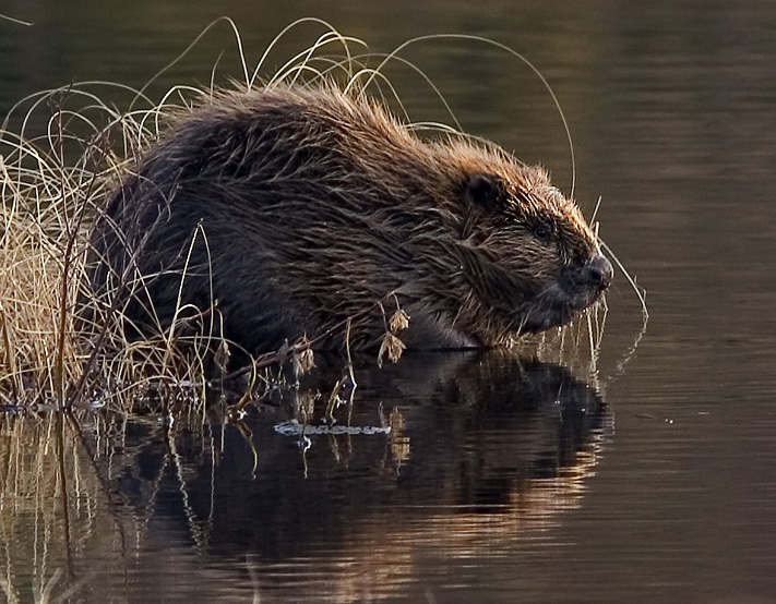 PIE_Animals's tweet photo. #Beaver in #IndoEuropean: #Lithuanian bẽbrus, #OldPrussian bebrus, #OldRussian bebrъ, #Czech bobr, #Avestan baβra-, #OldEnglish beofor, #OldHighGerman bibar, #OldNorse biórr, #Latin fiber, #Gaulish place name #Bibracte, #Sanskrit babhru- m. ‘#mongoose’. https://t.co/QswwCXo9i1