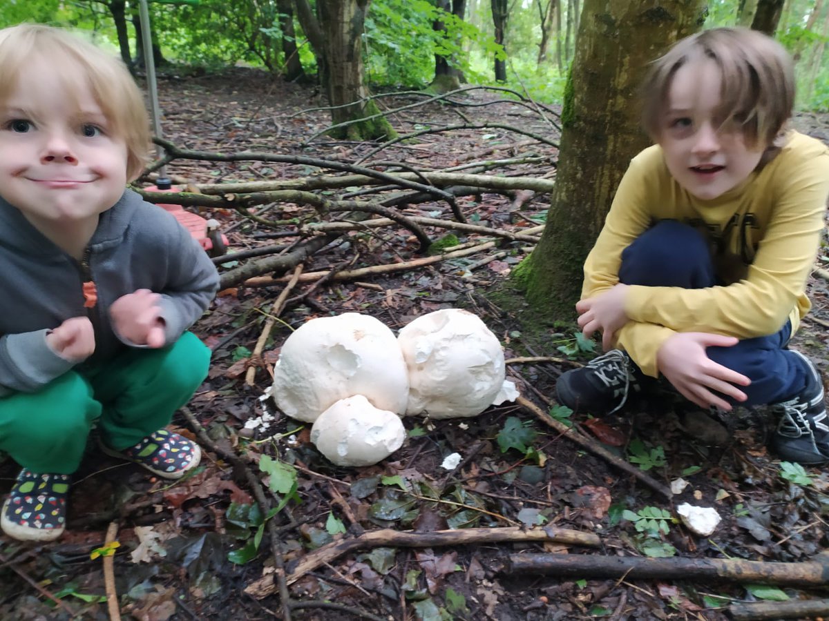teamstevenson3's tweet photo. .@HMillSchool BS and MS have been out looking for mushrooms for lunch! They found these lovely puffballs. https://t.co/bIGlRuCcQB