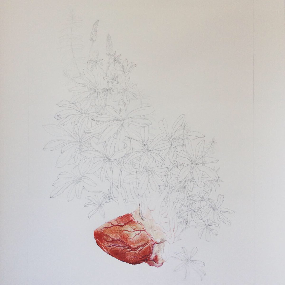 MarasRainyDays's tweet photo. Leaving you tonight with #colouringprocess so far of #ArcticHeart no. 15 with #meadowhorsetail #nootkalupine 

#art #artlife #amdrawing #illo #illustration #illustrationart #fineart #finearts #artoftheday #workinprogress #humanheart #wip #pencil #drawing https://t.co/W9GUm6A4Oc