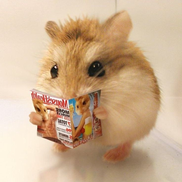 :･ﾟ✵  :･ﾟ✧ :･ﾟ✵ *:･ﾟ✧:･ﾟ✵ :･ﾟ✧:･ﾟ↠harry styles as ratitas a thread↞:･ﾟ✵ :･ﾟ✧ :･ﾟ✵ *:･ﾟ✧:･ﾟ✵ :･ﾟ✧:･ﾟ
