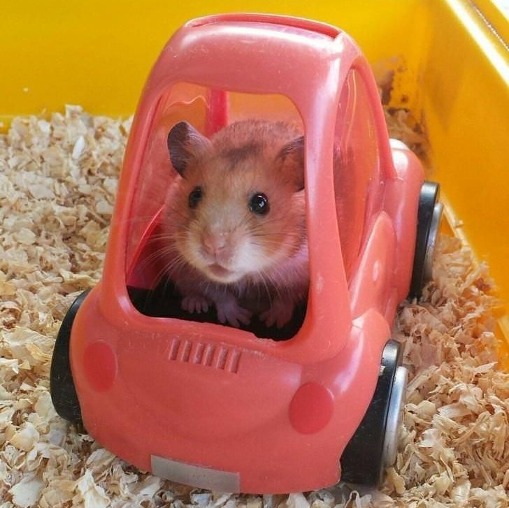 :･ﾟ✵  :･ﾟ✧ :･ﾟ✵ *:･ﾟ✧:･ﾟ✵ :･ﾟ✧:･ﾟ↠harry styles as ratitas a thread↞:･ﾟ✵ :･ﾟ✧ :･ﾟ✵ *:･ﾟ✧:･ﾟ✵ :･ﾟ✧:･ﾟ