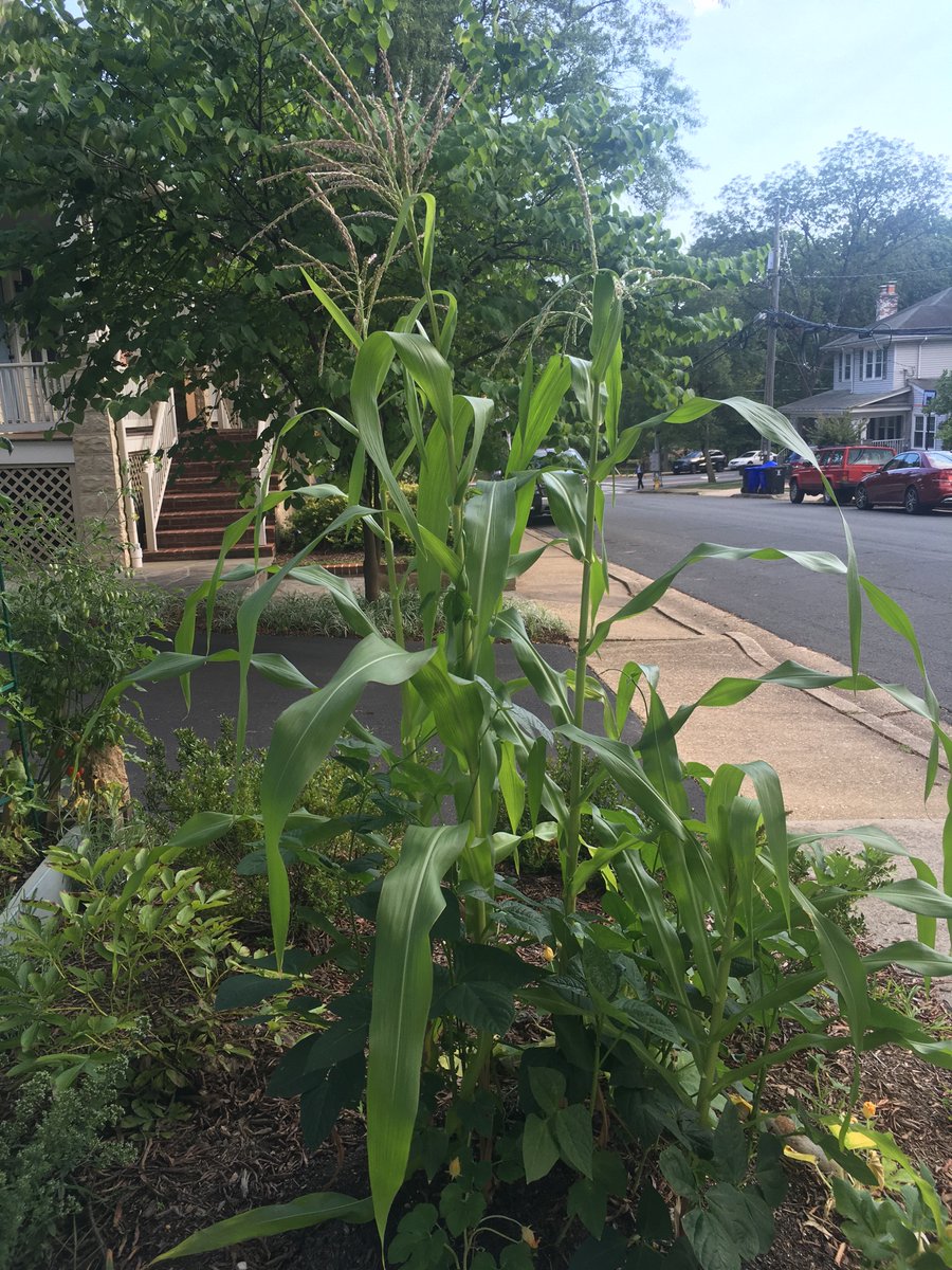 corn is taller than me now
