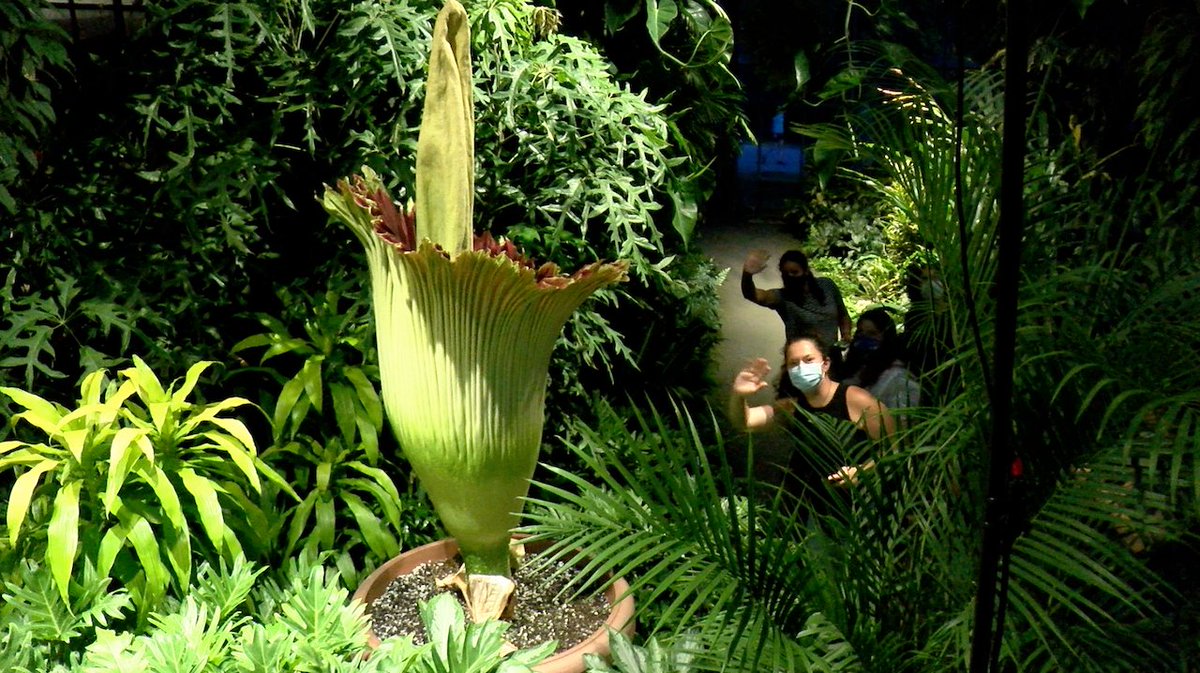 longwoodgardens's tweet photo. More wonderful fans from my Stink Cam waving to the world! This makes all this photosynthesis and thermogenesis worth it! #SproutStinks https://t.co/RrzVwNYwUB