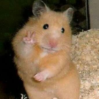 :･ﾟ✵  :･ﾟ✧ :･ﾟ✵ *:･ﾟ✧:･ﾟ✵ :･ﾟ✧:･ﾟ↠harry styles as ratitas a thread↞:･ﾟ✵ :･ﾟ✧ :･ﾟ✵ *:･ﾟ✧:･ﾟ✵ :･ﾟ✧:･ﾟ