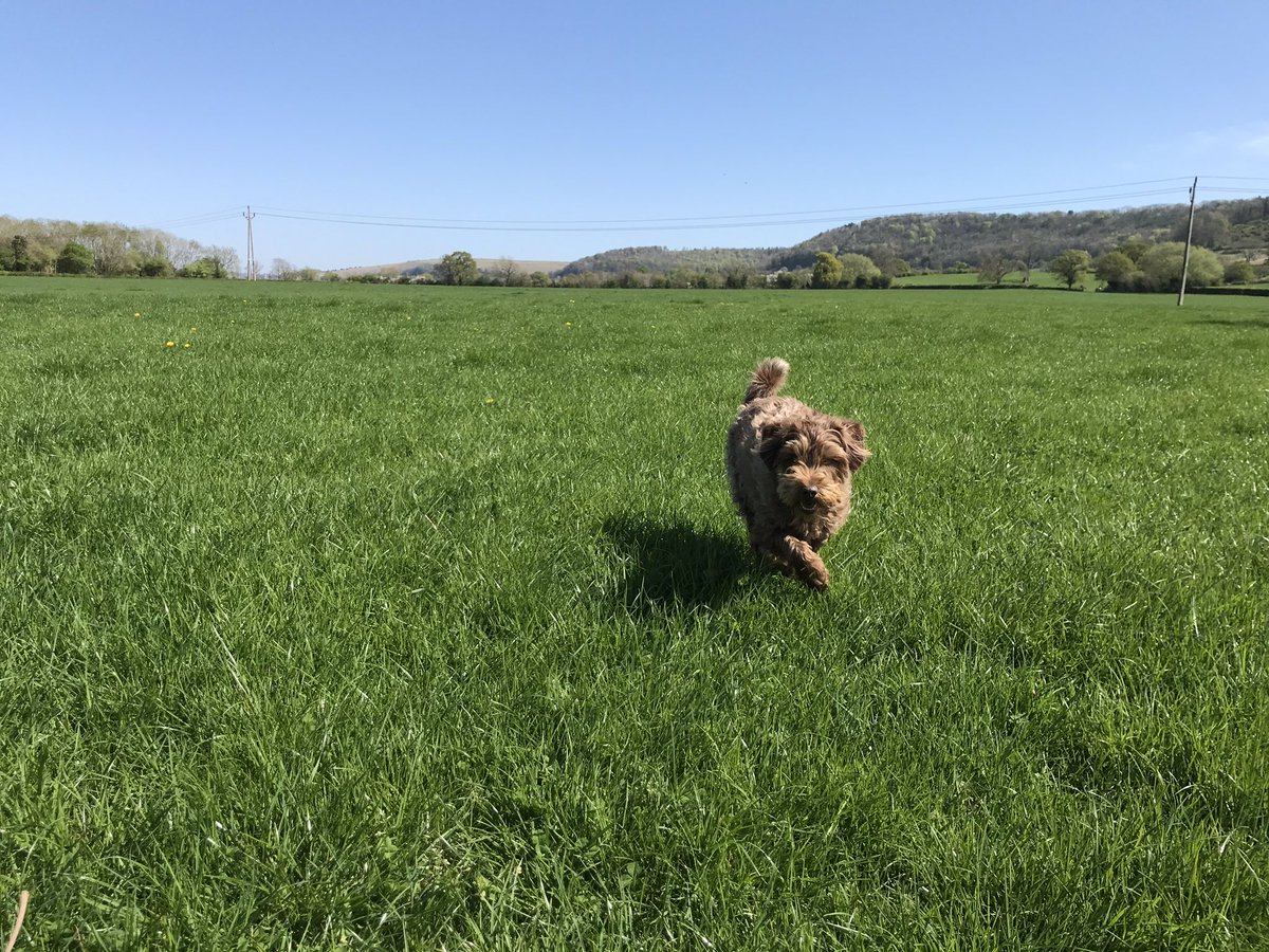 Kathrynstyan's tweet photo. Happy Birthday to this little legend! Makes me smile everyday, keeps me sane through the stress and always knows when I need a snuggle! #winston #happybirthday #womansbestfriend #couldntlivewithout #unconditionallove #soppytweet https://t.co/nT6RbKQtTq
