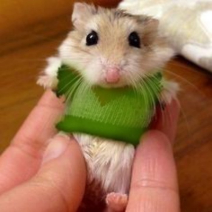 :･ﾟ✵  :･ﾟ✧ :･ﾟ✵ *:･ﾟ✧:･ﾟ✵ :･ﾟ✧:･ﾟ↠harry styles as ratitas a thread↞:･ﾟ✵ :･ﾟ✧ :･ﾟ✵ *:･ﾟ✧:･ﾟ✵ :･ﾟ✧:･ﾟ