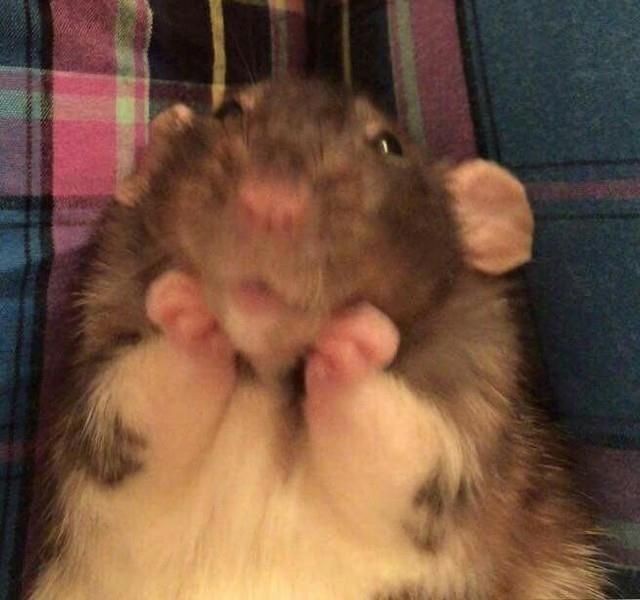 :･ﾟ✵  :･ﾟ✧ :･ﾟ✵ *:･ﾟ✧:･ﾟ✵ :･ﾟ✧:･ﾟ↠harry styles as ratitas a thread↞:･ﾟ✵ :･ﾟ✧ :･ﾟ✵ *:･ﾟ✧:･ﾟ✵ :･ﾟ✧:･ﾟ